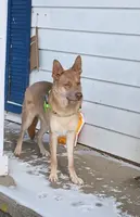 Sinja, a female German Shepherd Dog for sale in Decatur, IN – Photo 5 of 5