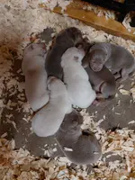 Sinja, a female German Shepherd Dog for sale in Decatur, IN – Photo 2 of 5