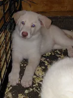 Venus, a female German Shepherd Dog for sale in Decatur, IN – 2 of 4