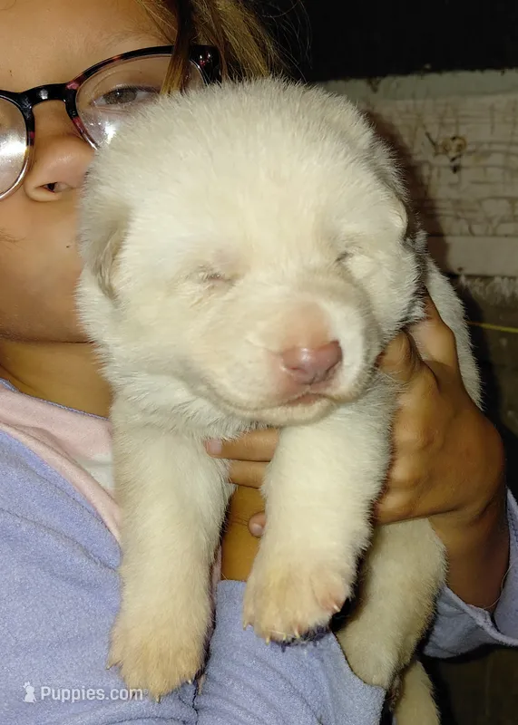 Zoe  – German Shepherd Dog puppy for sale in Decatur, IN