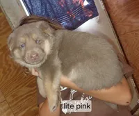 Beauty, a female German Shepherd Dog for sale in Decatur, IN – 2 of 2