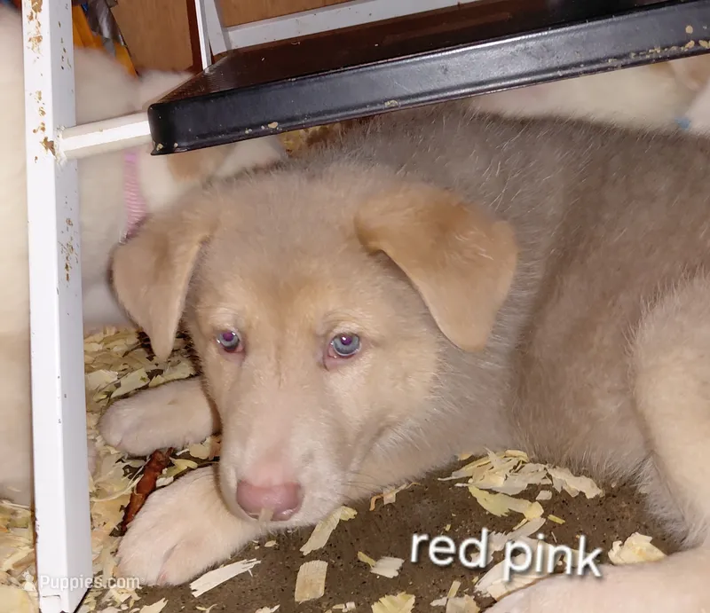 Isis – German Shepherd Dog puppy for sale in Decatur, IN