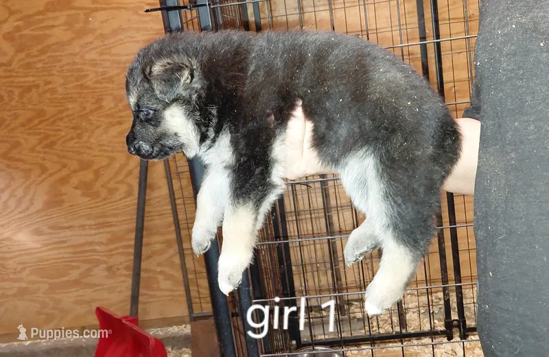 Star – German Shepherd Dog puppy for sale in Decatur, IN