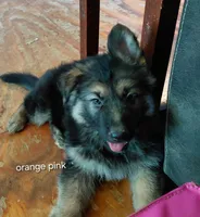 Beauty, a female German Shepherd Dog for sale in Decatur, IN – 3 of 3