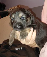 Rex, a male German Shepherd Dog for sale in Decatur, IN – 1 of 4