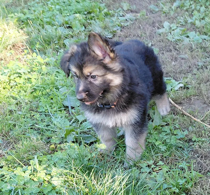 Mira – German Shepherd Dog puppy for sale in Decatur, IN
