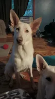 Beauty, a  German Shepherd Dog for sale in Decatur, IN – 2 of 2