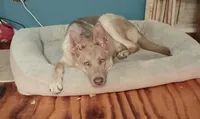 Sky, a female German Shepherd Dog for sale in Decatur, IN – 2 of 4