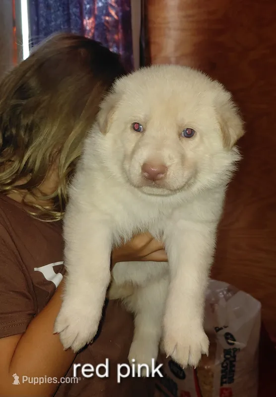 Sky – German Shepherd Dog puppy for sale in Decatur, IN
