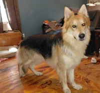 Mira, a female German Shepherd Dog for sale in Decatur, IN – 3 of 4
