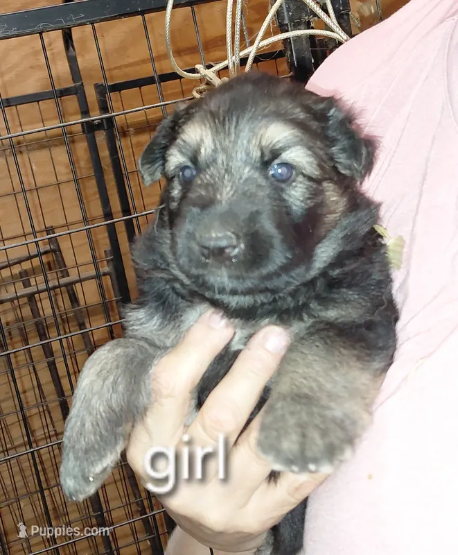 Beauty – German Shepherd Dog puppy for sale in Decatur, IN