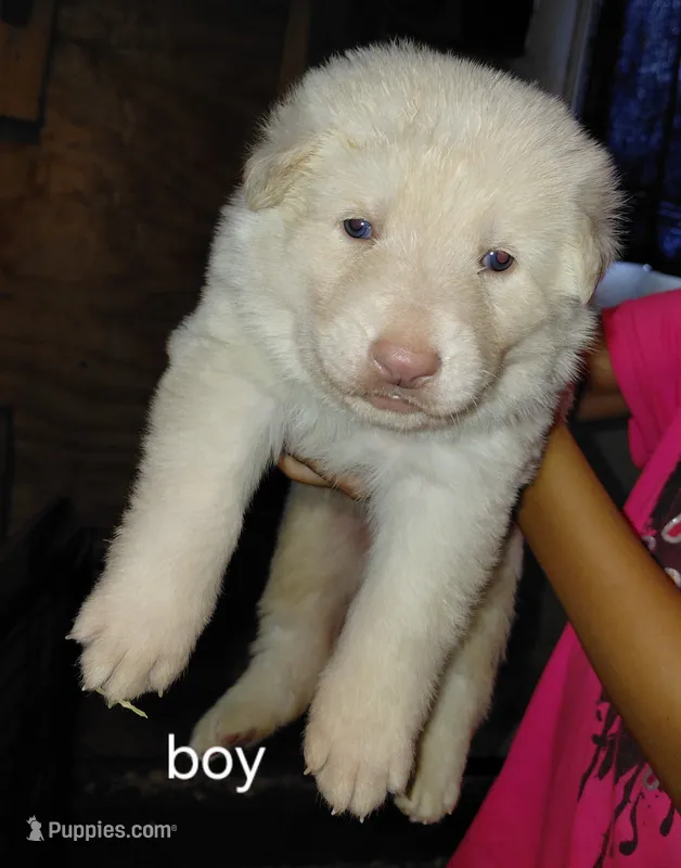 Zeus – German Shepherd Dog puppy for sale in Decatur, IN