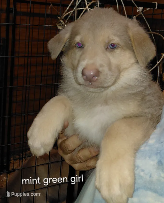 Venus – German Shepherd Dog puppy for sale in Decatur, IN