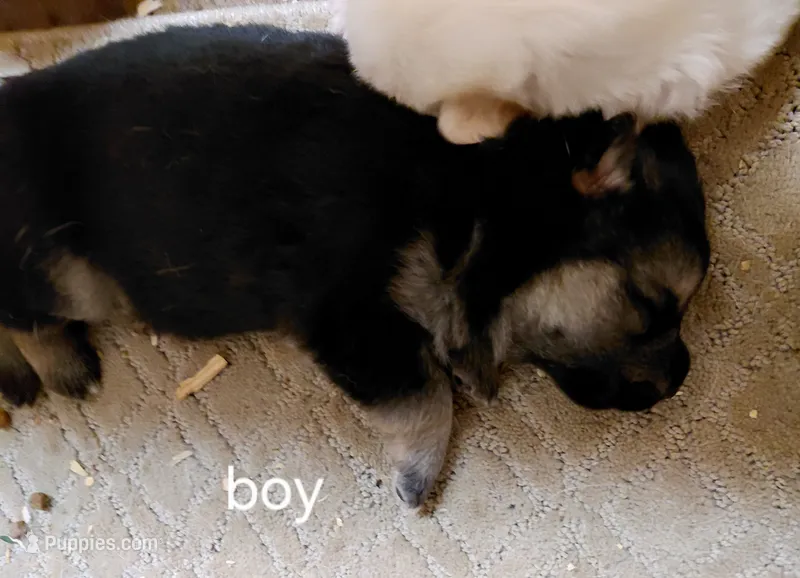 Rex – German Shepherd Dog puppy for sale in Decatur, IN