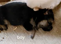 Rex, a male German Shepherd Dog for sale in Decatur, IN – 1 of 3