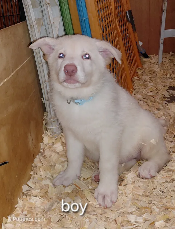 Zeus – German Shepherd Dog puppy for sale in Decatur, IN