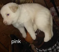 Mira, a female German Shepherd Dog for sale in Decatur, IN – 2 of 2