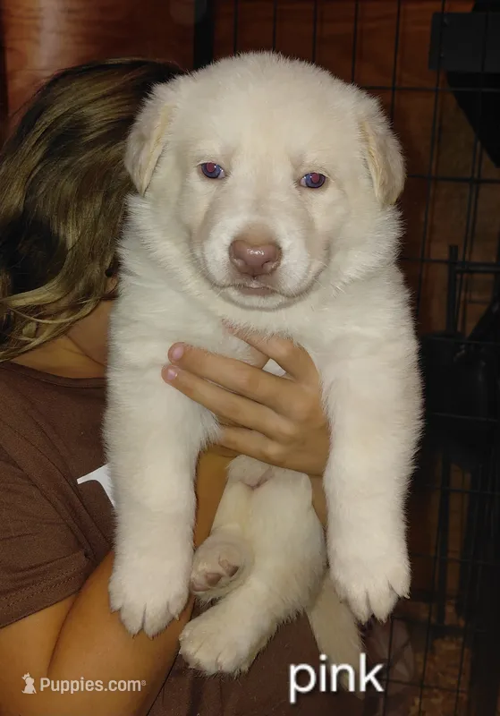 Mira – German Shepherd Dog puppy for sale in Decatur, IN