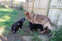 Mira, a female German Shepherd Dog for sale in Decatur, IN – 4 of 4