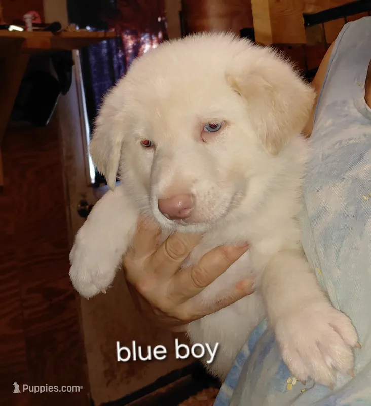 Zeus – German Shepherd Dog puppy for sale in Decatur, IN