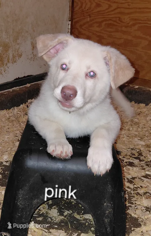 Venus – German Shepherd Dog puppy for sale in Decatur, IN