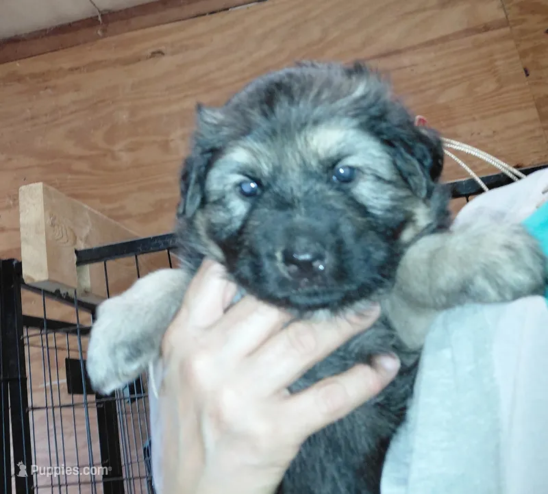 Beauty – German Shepherd Dog puppy for sale in Decatur, IN