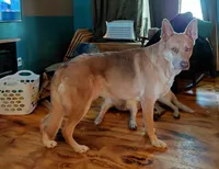 Star, a female German Shepherd Dog for sale in Decatur, IN – 2 of 3
