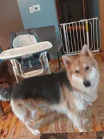 Rex, a male German Shepherd Dog for sale in Decatur, IN – 3 of 4