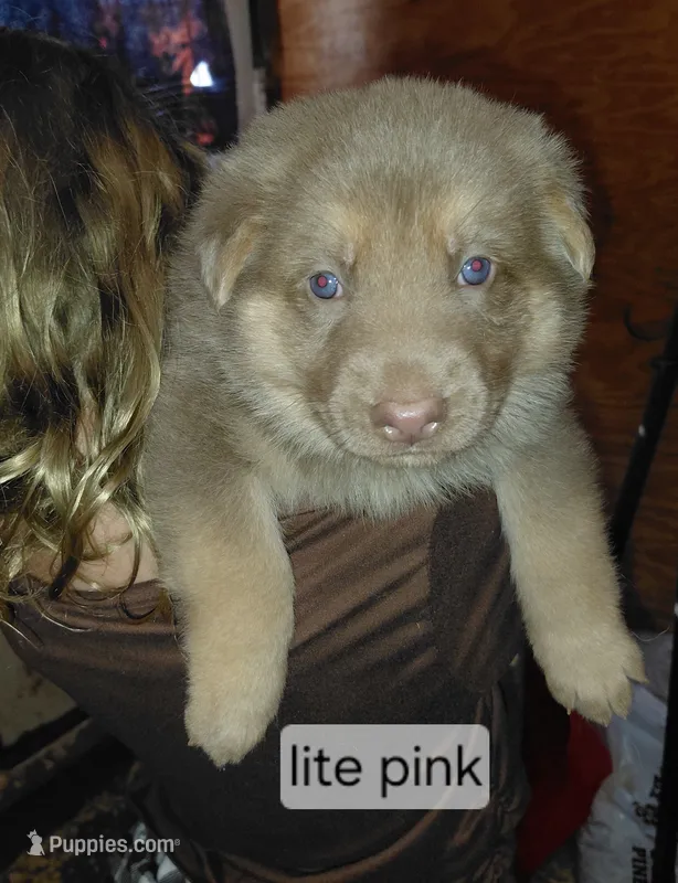 Beauty – German Shepherd Dog puppy for sale in Decatur, IN