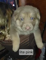 Beauty, a female German Shepherd Dog for sale in Decatur, IN – 1 of 2