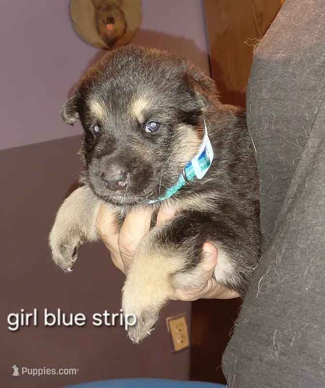 Bell – German Shepherd Dog puppy for sale in Decatur, IN