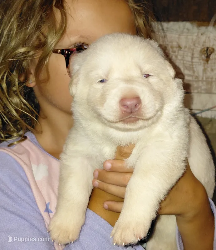 Beauty – German Shepherd Dog puppy for sale in Decatur, IN