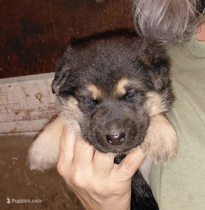 Star – German Shepherd Dog puppy for sale in Decatur, IN