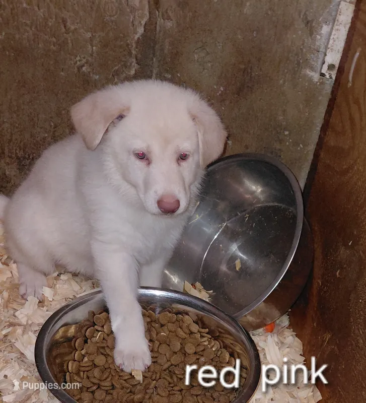 Sky – German Shepherd Dog puppy for sale in Decatur, IN