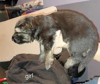 Mira, a female German Shepherd Dog for sale in Decatur, IN – 2 of 4