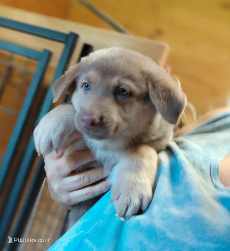 Sky – German Shepherd Dog puppy for sale in Decatur, IN