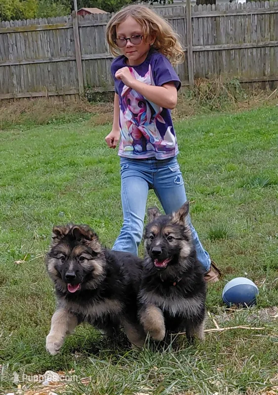 Beauty – German Shepherd Dog puppy for sale in Decatur, IN