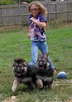 Beauty, a female German Shepherd Dog for sale in Decatur, IN – 1 of 3