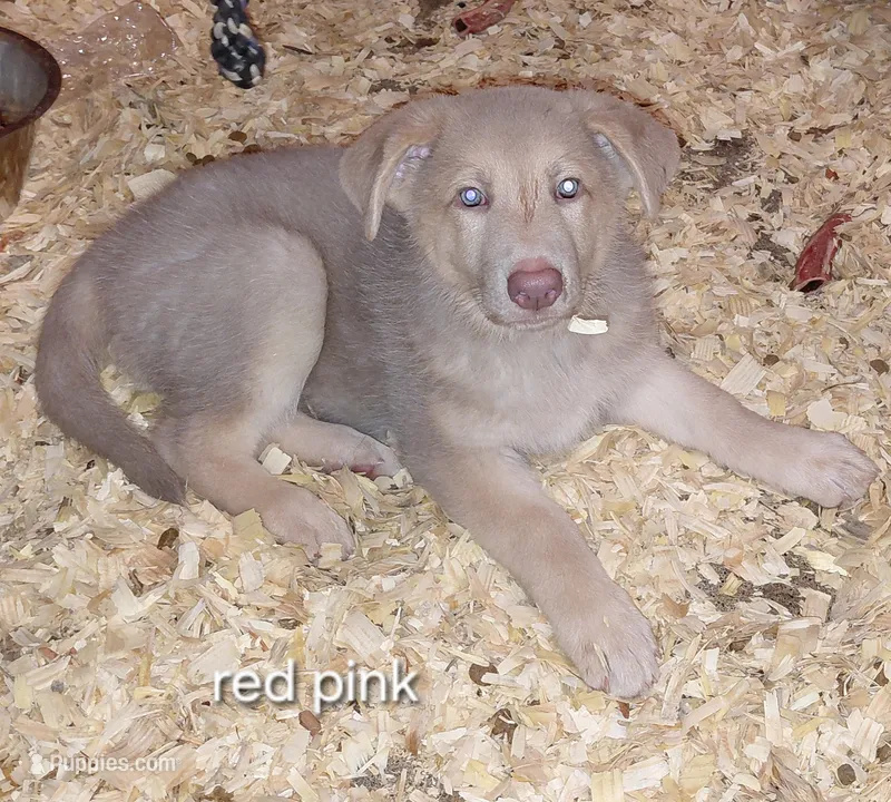 Isis – German Shepherd Dog puppy for sale in Decatur, IN