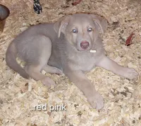 Isis, a female German Shepherd Dog for sale in Decatur, IN – 1 of 3