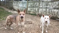 Sky, a female German Shepherd Dog for sale in Decatur, IN – 4 of 4