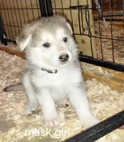 Sky, a female German Shepherd Dog for sale in Decatur, IN – Photo 1 of 5