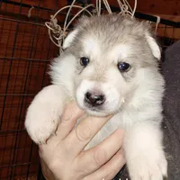 Sky, a female German Shepherd Dog for sale in Decatur, IN – Photo 2 of 5