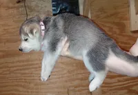 Sky, a female German Shepherd Dog for sale in Decatur, IN – Photo 5 of 5