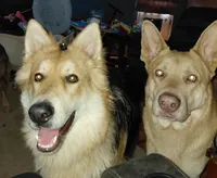 Wolfe, a male German Shepherd Dog for sale in Decatur, IN – Photo 3 of 3