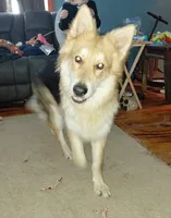 Wolfe, a male German Shepherd Dog for sale in Decatur, IN – Photo 2 of 3