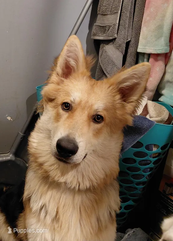 Wolfe – German Shepherd Dog puppy for sale in Decatur, IN