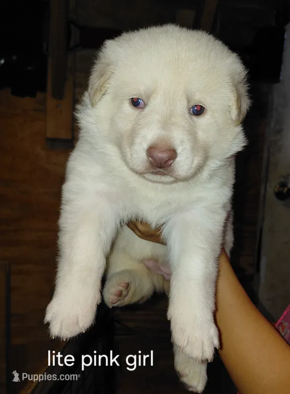 Zeus – German Shepherd Dog puppy for sale in Decatur, IN