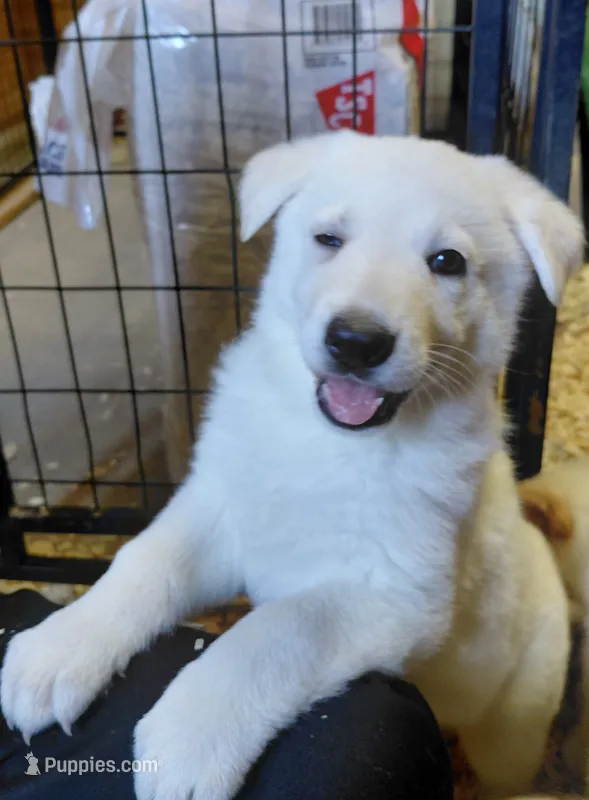 Star – German Shepherd Dog puppy for sale in Decatur, IN