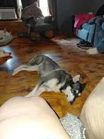 Blue, a male German Shepherd Dog for sale in Decatur, IN – Photo 4 of 4